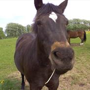 Connemara Dun (tidl. part)