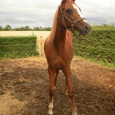 Sportsaraber (A) Til minde om CS Kadar el Akela