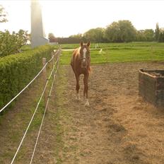 Sportsaraber (A) Til minde om CS Kadar el Akela