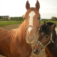 Sportsaraber (A) Til minde om CS Kadar el Akela