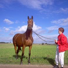 Dansk Varmblod Zamantha Engel RDH