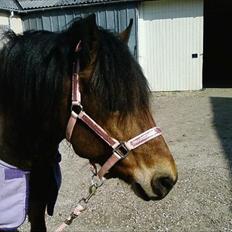 Anden særlig race Aagårdens Tess (Nullsen)