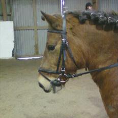 Anden særlig race Aagårdens Tess (Nullsen)