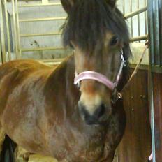 Anden særlig race Aagårdens Tess (Nullsen)