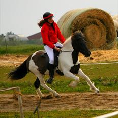 Islænder Sylgja Frá Árbakká