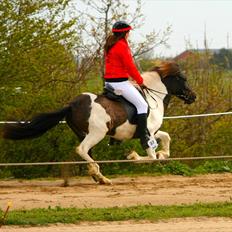 Islænder Sylgja Frá Árbakká