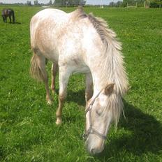 Appaloosa Challenge*Byttet*