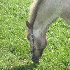 Appaloosa Challenge*Byttet*