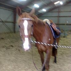 Anden særlig race Safir 