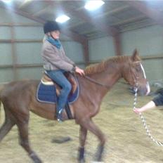 Anden særlig race Safir 