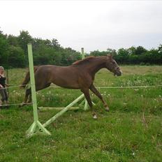 Anden særlig race Safir 