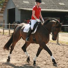 Dansk Varmblod Hønnerups Evolution