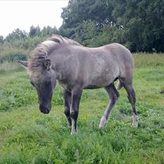 Islænder Loðinn fra Matras
