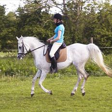 Arabisk fuldblod (OX) Warina