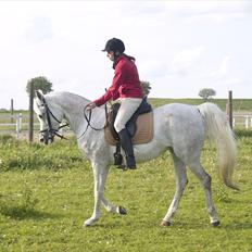 Arabisk fuldblod (OX) Warina