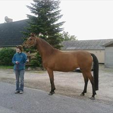 Dansk Varmblod Zamantha Engel RDH