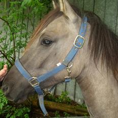 Anden særlig race Skovbjerggaards Astucia