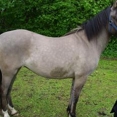 Anden særlig race Skovbjerggaards Astucia