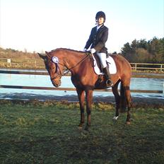 Dansk Varmblod Meldgårds Libell