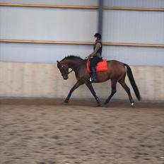 Dansk Varmblod Meldgårds Libell