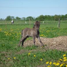 Anden særlig race  Zeus (':<3 