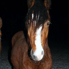 Anden særlig race Shining Spirit Nando