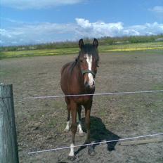 Anden særlig race Shining Spirit Nando