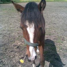 Anden særlig race Shining Spirit Nando