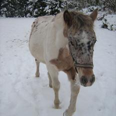 Anden særlig race Indian Spot / Viggo