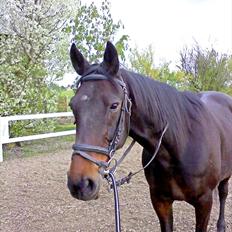 Traver bil(slut med at passe ham