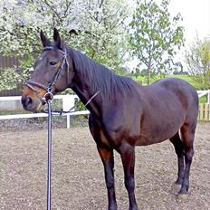 Traver bil(slut med at passe ham