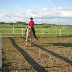 Fjordhest Romeo's Fakir  R.I.P :'(