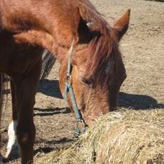 Anden særlig race Marco •Gl. passer•