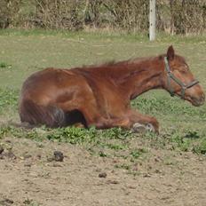 Anden særlig race Marco •Gl. passer•