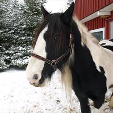 Tinker  Mama Danger.