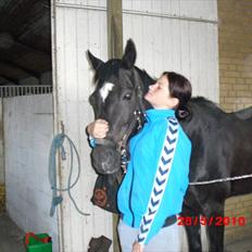 Fuldblod (XX) Toftegaardens Mango