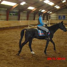 Fuldblod (XX) Toftegaardens Mango