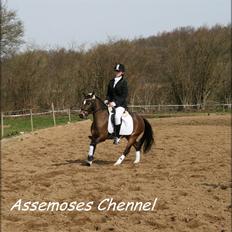 Welsh Pony (sec B) Assemoses Chennel