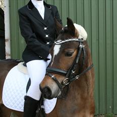 Welsh Pony (sec B) Assemoses Chennel