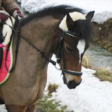 Welsh Pony (sec B) Assemoses Chennel