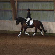 Oldenborg Uzo Horsmark