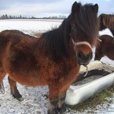 Anden særlig race Jolly