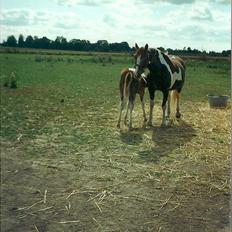 Pinto Kiki RPIN 63 * R I P *