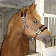 Hollandsk Sportspony Charon R.I.P :`( savnet