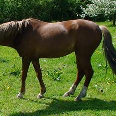 Hollandsk Sportspony Charon R.I.P :`( savnet