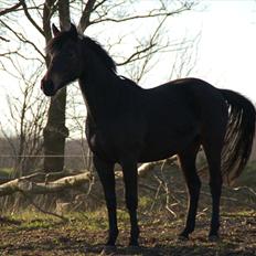 Tysk Varmblod Barbie Dancer