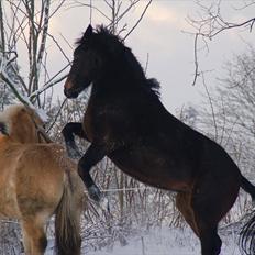 Tysk Varmblod Barbie Dancer