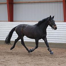 Tysk Varmblod Barbie Dancer