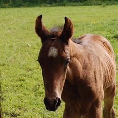 Dansk Varmblod Højgårds Luroso