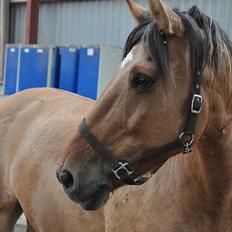 Anden særlig race Star<3*Rider*